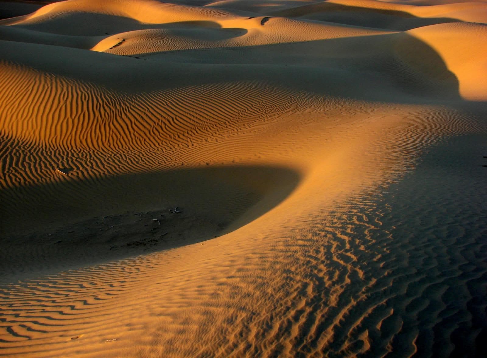 Golden dunes at sunset in the Thar Desert