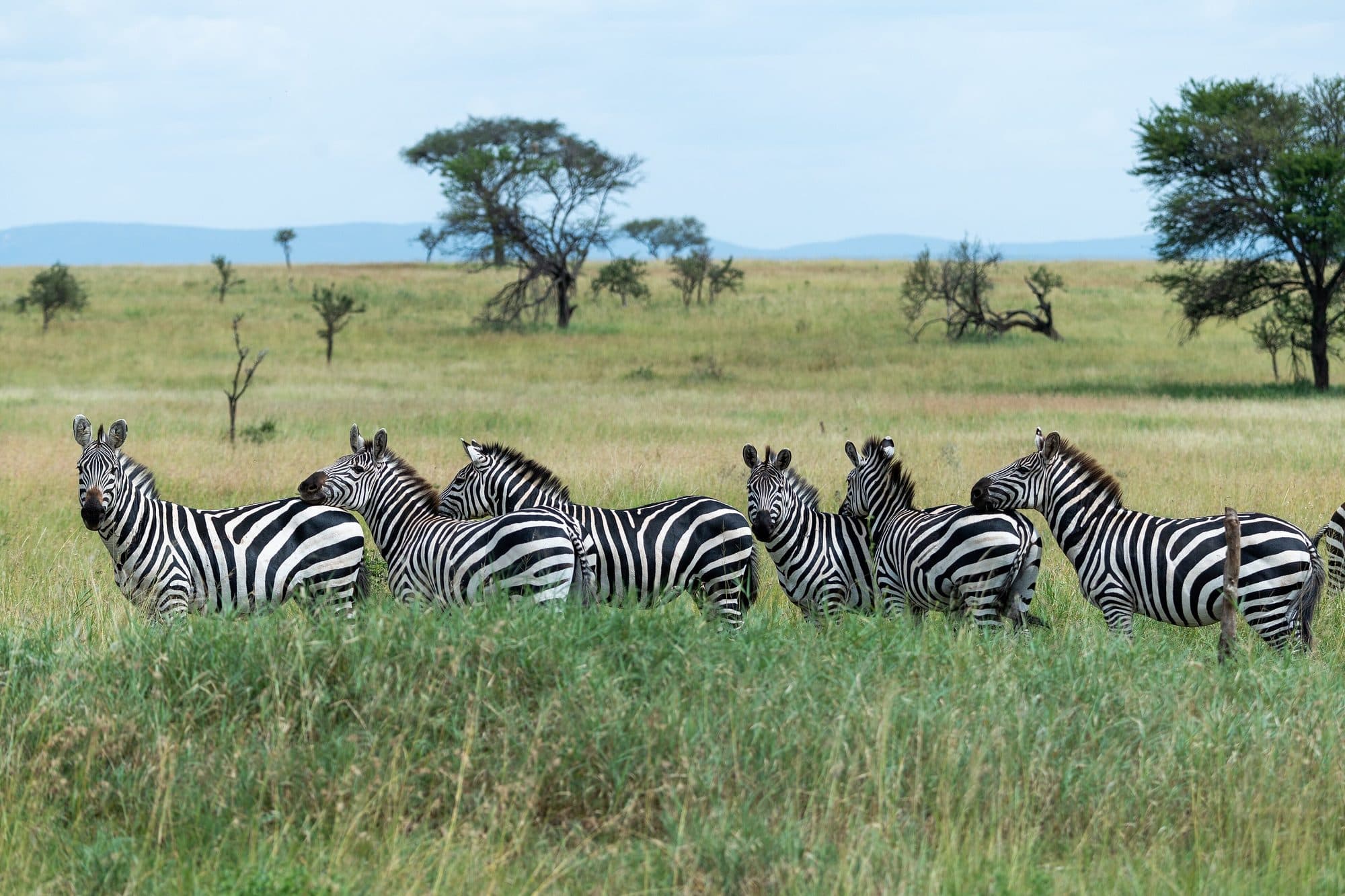 Safari Diaries: The Serengeti