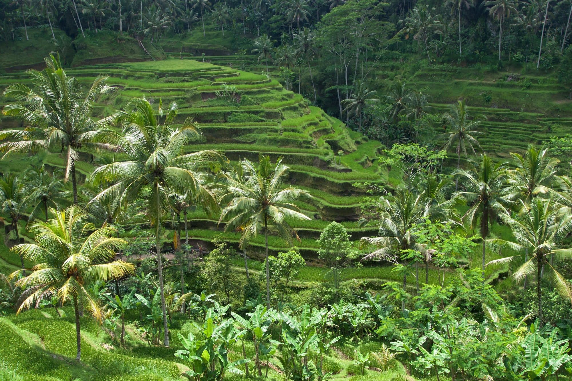 Rice terraces, Bali.jpg