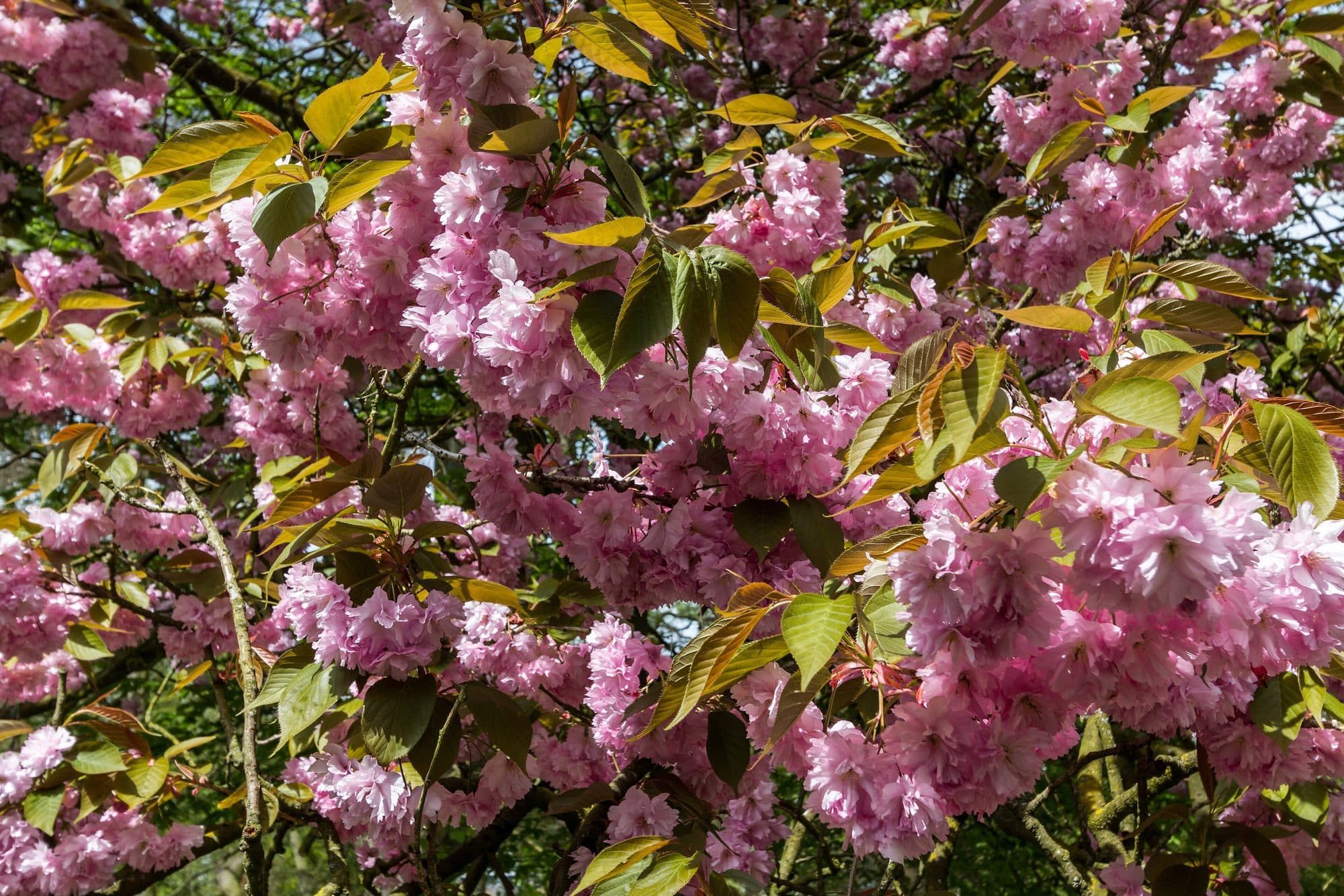 Münster, Park Sentmaring, Japanische Blütenkirsche -- 2015 -- 5711.jpg