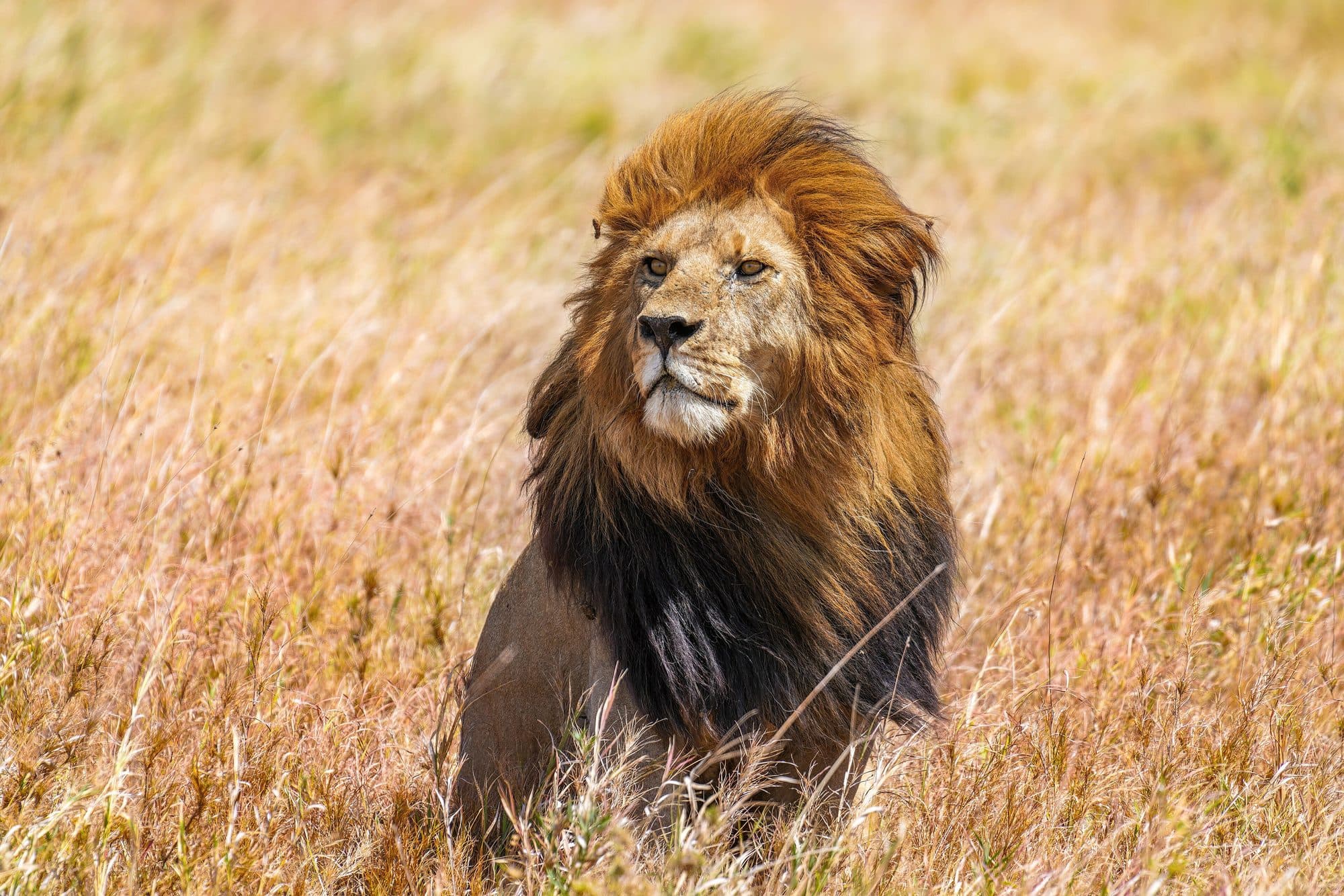 002 The lion king Snyggve in the Serengeti National Park Photo by Giles Laurent.jpg