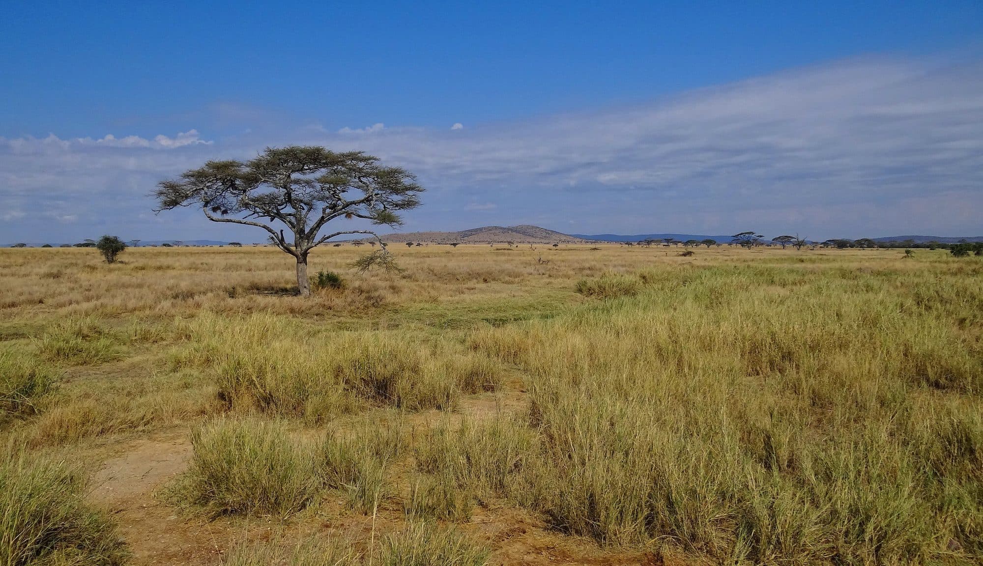 Serengeti-Landscape-2012.JPG