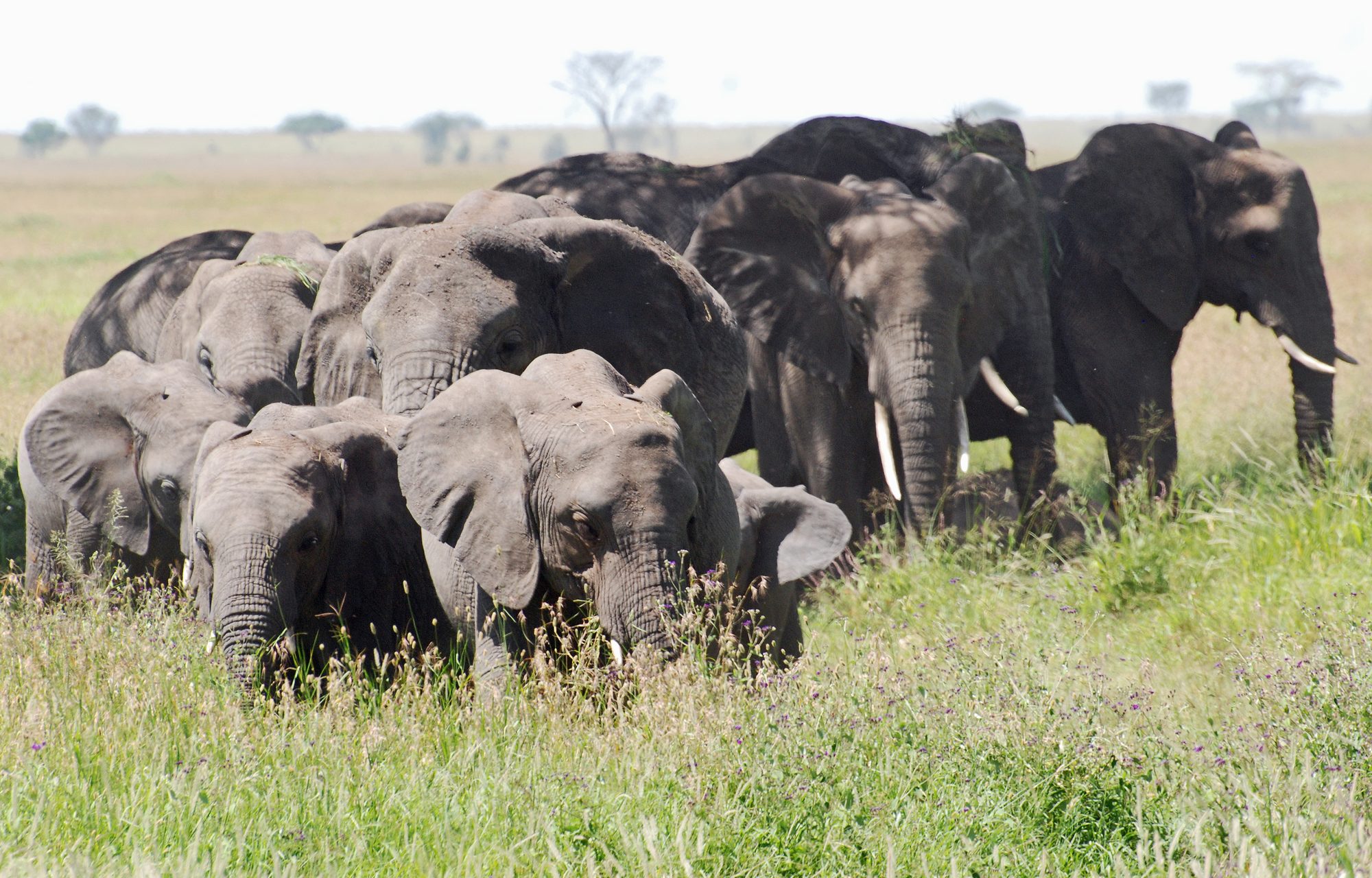 Wildebeest crossing the Mara River during the Great Migration